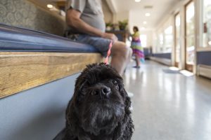 Pet Insurance | North Kingstown Animal Hospital